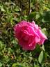 Madame Pierre Euler rose photo