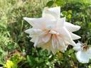 Earl of Eldon rose photo