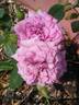 Lavender Jewel rose photo