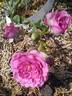 Lavender Jewel rose photo