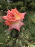 Marion Cran rose photo