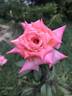 Marion Cran rose photo