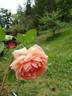 Adèle Crofton rose photo