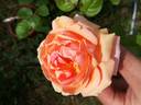 Adèle Crofton rose photo