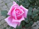 Pink Favorite rose photo