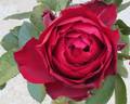 Annique rose photo