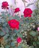 Annique rose photo