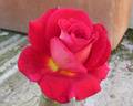 Cleopatra rose photo