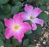 Flying Kites rose photo