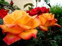 Raymond Kopa rose photo