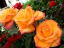 Raymond Kopa rose photo