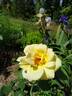 Golden King rose photo
