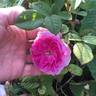 Gem of the Prairies rose photo