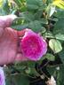 Gem of the Prairies rose photo
