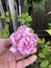 Robert Léopold rose photo