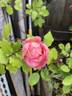 Robert Léopold rose photo