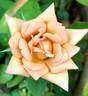 Suntan Beauty ™ rose photo