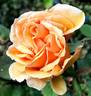 Lucille Ball rose photo