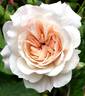 Inspektor Blohm rose photo