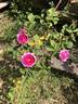 Gem of the Prairies rose photo