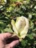 Edith Krause rose photo