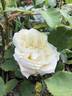 Edith Krause rose photo