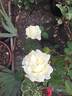 Edith Krause rose photo