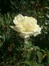 Edith Krause rose photo
