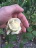 Edith Krause rose photo