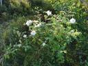Christiane rose photo