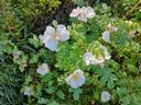 Christiane rose photo
