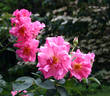 Sir Clough rose photo