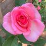 Babies Blush rose photo