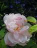 Alfred de Dalmas rose photo