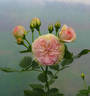 Pastella ® rose photo