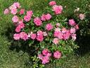 Oso Easy Double Pink rose photo
