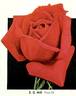 E. G. Hill rose photo