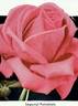 Imperial Potentate rose photo