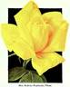 Mrs. Erskine Pembroke Thom rose photo