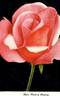 Mrs. Henry Morse rose photo