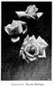 Natalie Böttner rose photo