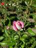 Anne Letts rose photo