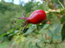 <i>Rosa dumalis</i> Bechstein rose photo