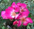 Ghisang rose photo