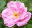 Novotel 2009 rose photo