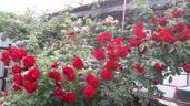 Belkanto rose photo