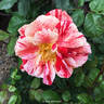 Rusty rose photo