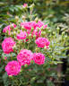 Marriotta rose photo