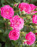 Marriotta rose photo