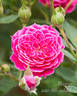 Marriotta rose photo
